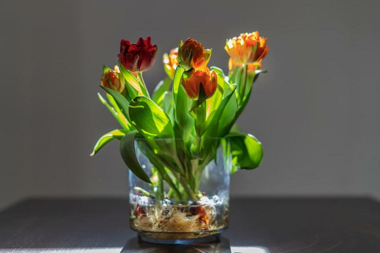 Il Tulipano - Appartamento Al Centro Di วีโกเอเกวนเซ ภายนอก รูปภาพ